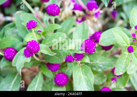 Fokussierte Globe Amaranth blüht im Garten Stockfoto