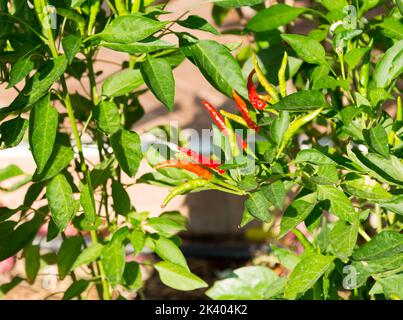 Pflanze von roten Chili peper wächst Stockfoto