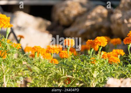Nahaufnahme von mehrfarbigen Ringelblumen Stockfoto