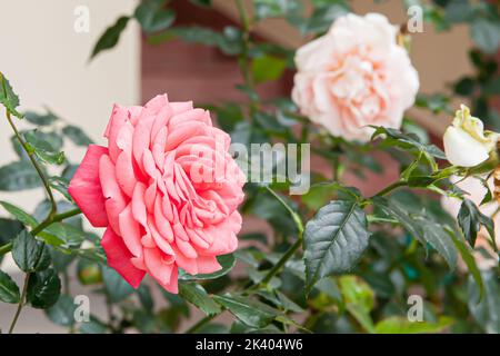 Blühende Rose blüht Pink Panther an einem sonnigen Tag Stockfoto