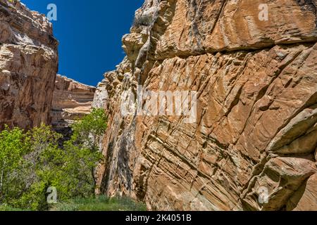 Kreuzbetten an der Wand im Box Canyon, in der Nähe der Josie Morris Cabin, Sandsteinformation Weber, Dinosaur National Monument, Utah, USA Stockfoto