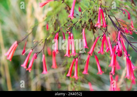 Summerliche Fuchsia-Blüten Stockfoto