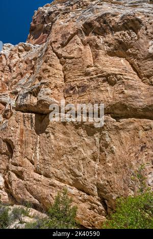 Weber Sandsteinwand am Box Canyon, in der Nähe der Josie Morris Hütte, Dinosaur National Monument, Utah, USA Stockfoto