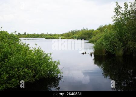 Kleiner See im niederländischen Nationalpark De Groote Peel, Nederweert, Limburg, Niederlande Stockfoto