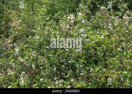 Blumiger Busch von Brombeeren (Rubus sp.) im Nationalpark De Groote Peel, Nederweert, Limburg, Niederlande Stockfoto