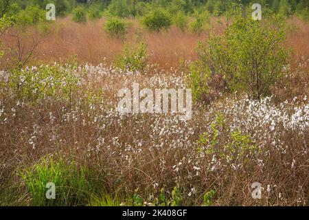 Gewöhnliches Baumwollgras (Eriophorum angustifolium) im niederländischen Nationalpark De Groote Peel, Nederweert, Limburg, Niederlande Stockfoto