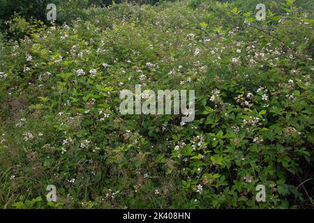 Blumiger Busch von Brombeeren (Rubus sp.) im Nationalpark De Groote Peel, Nederweert, Limburg, Niederlande Stockfoto