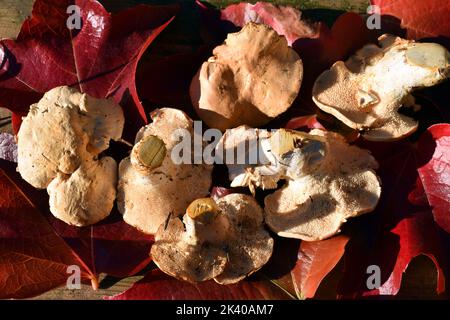 Hydnum repandum, ein essbarer Pilz, der im Herbst und Winter wächst Stockfoto