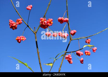 Früchte der europäischen Spindel (Euonymus europaeus) im Herbst Stockfoto