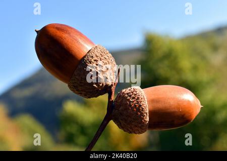 Eicheln der stieligen Eiche (Quercus robur) mit einem blauen Himmel im Hintergrund Stockfoto