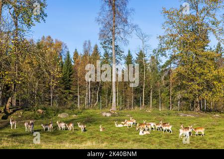 Herde mit Damhirsch auf einer Wiese am Wald Stockfoto