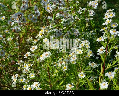 Klumpen von kleinen weißen Blumen im Garten im September Stockfoto