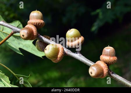 Eicheln aus roter Eiche (Quercus rubra) Stockfoto