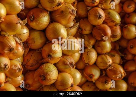 Zwiebelzopf. Gelbe Zwiebeln hängen in Büschen. Zwiebeln ernten. Vollformat-Hintergrund Stockfoto