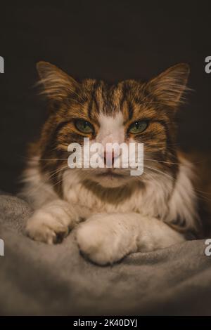 Porträt einer Katze mit grünen Augen Stockfoto