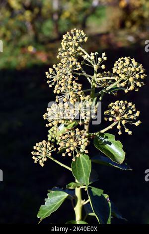Grüne Früchte und Blätter von Efeu (Hedera Helix) Stockfoto