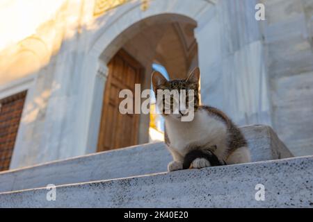 Streunende Katze auf der Treppe einer Moschee in Istanbul. Türkische Kultur Hintergrund Foto. Stockfoto