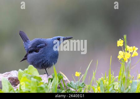 Blaue Steindrossel (Monticola solitarius), Männchen auf einem Stein, beeindruckendes Verhalten, Spanien, Losa del Obispo Stockfoto