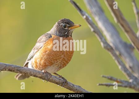 Amerikanischer Rotkehlchen (Turdus migratorius), Weibchen auf einem Ast, Kanada, Manitoba, Delta Beach Stockfoto