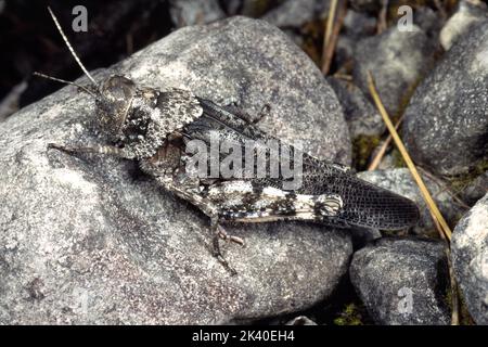 Gesprenkelte Heuschrecke, Europäische Rose-geflügelte Heuschrecke (Bryodema tuberculata, Bryodemella tuberculata), sitzt auf einem Stein, Deutschland Stockfoto