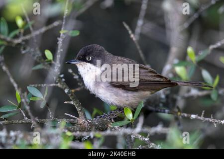 waphische Waldsänger (Sylvia hortensis), Männchen auf einem Olivenbaum, Spanien, Extremadura, Monfrague National Park Stockfoto