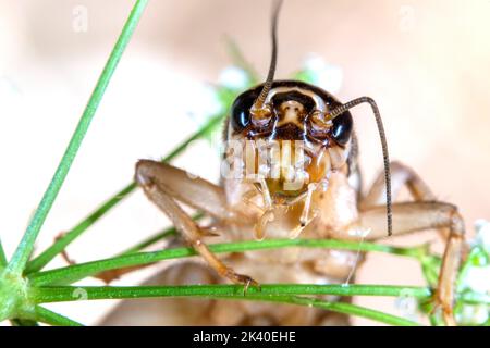 House Cricket, Domestic Cricket, Domestic Grey Cricket (Acheta domesticus, Acheta domestica, Gryllulus domesticus), Portrait, Deutschland Stockfoto