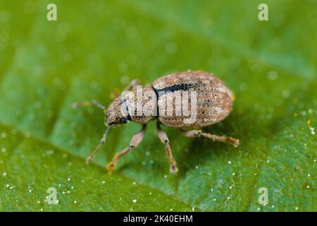 Nut Leaf Weevil (Strophosoma melanogrammum), sitzt auf einem Blatt, Deutschland Stockfoto