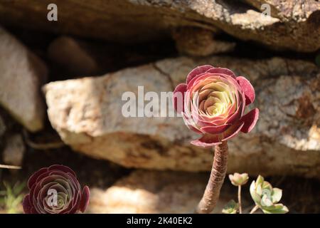 Pals Spanien Juli 2022 Blütenkopf aus rot gelbem Aeonium Arboreum Sukulent vor rustikaler Steinbildung in natürlichem Sonnenlicht Stockfoto