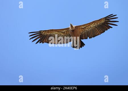 griffon-Geier (Gyps fulvus), Soaring, Spanien, Extremadura, Monfrague National Park Stockfoto