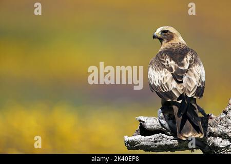 Zwergadler (Hieraaetus pennatus, Aquila pennata), hellfarbige Morh auf einer Korkeiche, Spanien, Extremadura, San Vicente de Alcantara Stockfoto