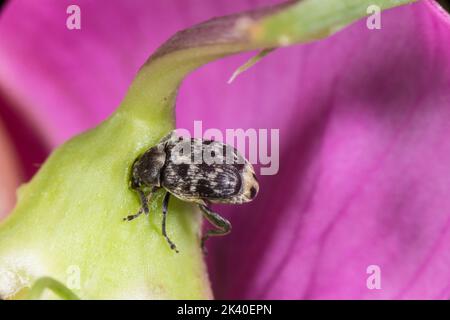 Kleiner Erbsenweevil (Bruchus affinis), sitzt auf einer Blume, Deutschland Stockfoto