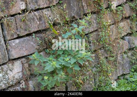 Brennnessel, Brennnessel, Brennnesselblatt, Brennnessel, Stachel (Urtica dioica), Wächst in einer alten Mauer, Deutschland Stockfoto