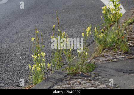 Gewöhnlicher Toadflachs, gelber Toadflachs, gestampft, Butter und Eier (Linaria vulgaris), wächst unter Kies, Deutschland Stockfoto