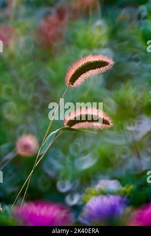 Flaschengras, grünes Borstengras, grüner Fuchsschwanz (Setaria viridis), zwei Ohren im Hintergrund, Deutschland, Nordrhein-Westfalen Stockfoto