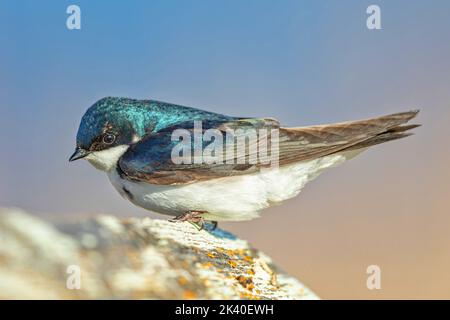Baumschwalbe (Tachycineta bicolor), auf einem Stein liegend, Kanada, Manitoba, Eiche Hängematte Marsh Wetland Stockfoto