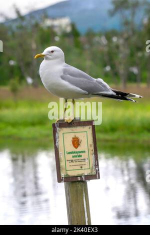 mew-Möwe (Larus canus), auf einem Schutzgebiet Schild am See Prestvannet, Norwegen, Troms, Tromsoe thront Stockfoto