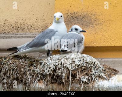 Schwarzbeinkittiwake (Rissa tridactyla, Larus tridactyla), auf seinem Nest mit Küken an einer Verkleidung, Norwegen, Troms, Tromsoe Stockfoto