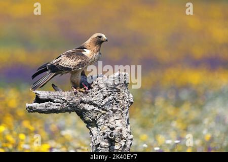 Stiefeladler (Hieraaetus pennatus, Aquila pennata), blasser Morph hoch oben auf einer Korkeiche mit gefangener toter Taube, Spanien, Extremadura, San Vicente de Stockfoto