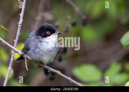 sardischer Waldsänger (Sylvia melanocephala), Männchen auf einem Zweig, Spanien, Extremadura, Caceres Stockfoto