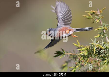 dartford-Waldsänger (Sylvia undata, Curruca undata), Männchen zieht einen Wacholderstrauch aus, Spanien, Aragon, Ayerbe Stockfoto