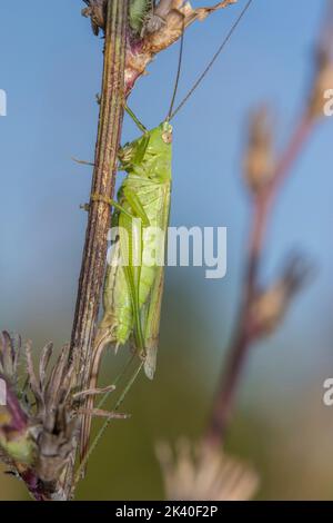 Langes geflügeltes Kegelkopfchen (Conocephalus fuscus, Conocephalus discolor, Xibhidium fuscum), Weibchen sitzt an einem Stamm, Deutschland Stockfoto