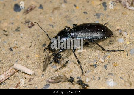 Waldkäfer (Carabus nemoralis), mit gefangener Fliege, Deutschland Stockfoto