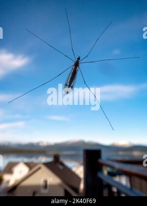 Kranfliegen, Kranfliegen, Vandellangbeine (Tipulidae), Kranfliegen am Fenster, Norwegen, Troms, Tromsoe Stockfoto