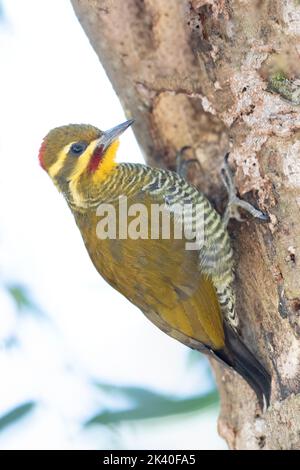 Weißbrauenspecht (Piculus aurulentus), Weibchen an einem Baumstamm, Brasilien, Mata Atlantica, Itatiaia National Park Stockfoto