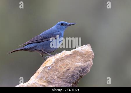 Blauer Steindrossel (Monticola solitarius), Männchen auf einem Stein, Seitenansicht, Spanien, Losa del Obispo Stockfoto