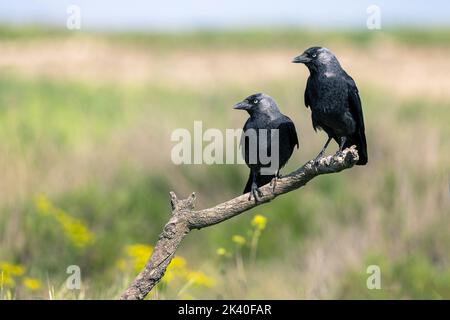 Jackdaw (Corvus monedula, Coloeus monedula), zwei Jackdraws auf Totholz, Spanien, Katalonia, Montgai Stockfoto