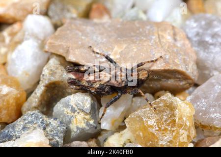 Gemeiner Erdtrichter (Tetrix undulata, Tetrix vittata), auf Steinen, Deutschland Stockfoto