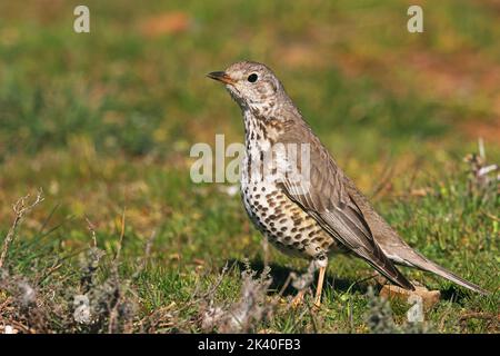 misteldrossel (Turdus viscivorus), auf einer Wiese auf Nahrungssuche, Seitenansicht, Spanien, Katalonia, Solsona Stockfoto