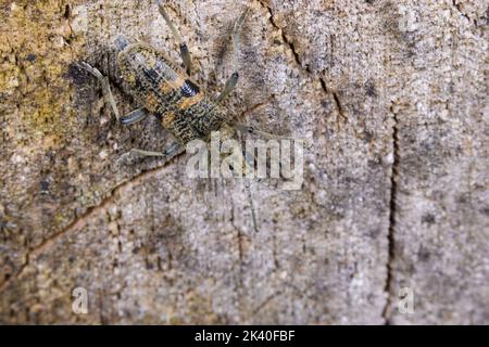 Schwarzfleckiger Zangenkäfer, Eichenlanghornkäfer (Rhagium mordax), gut getarnt auf Totholz, Deutschland Stockfoto