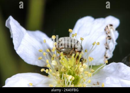 Europäischer Himbeerfruchtwurm, Himbeerkäfer (Byturus tomentosus, Dermestes flavescens, Byturus olivaceus, Bytus urbanus, Horticola urbanus), Stockfoto